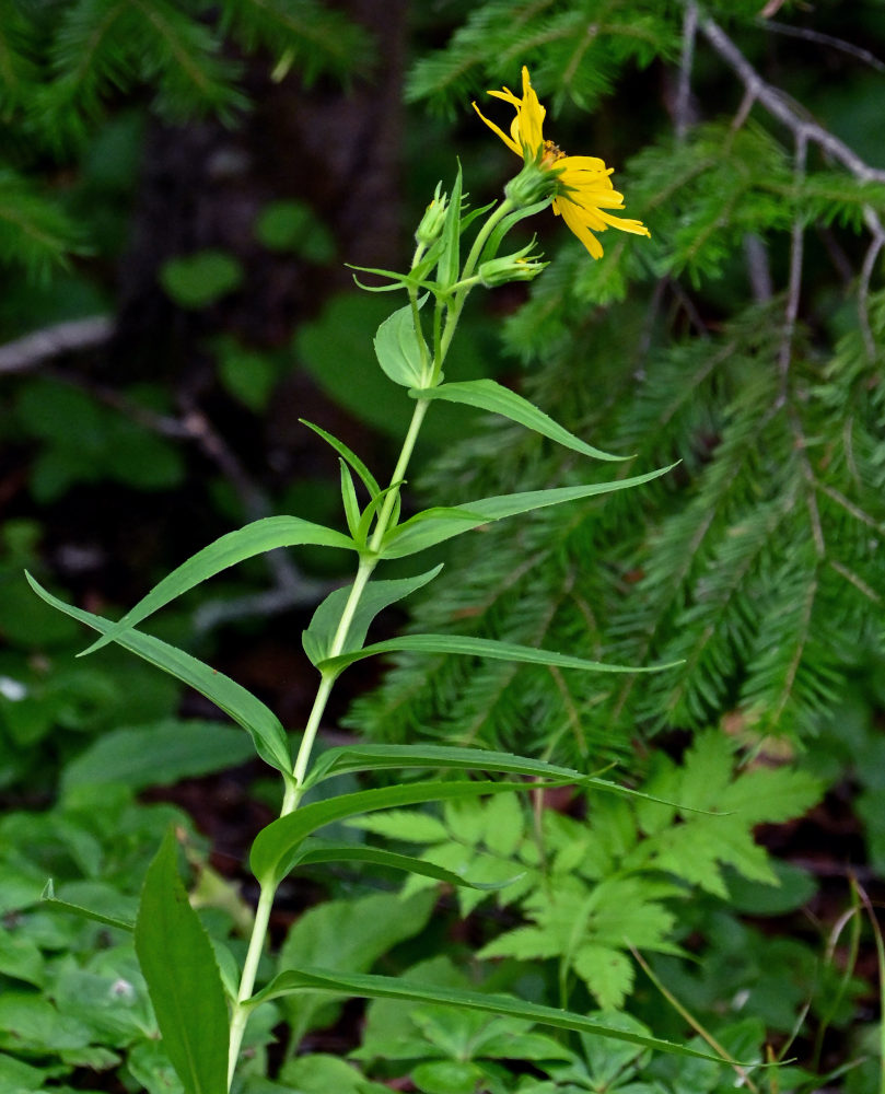 Изображение особи Arnica sachalinensis.