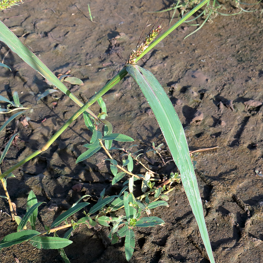 Изображение особи Echinochloa crus-galli.