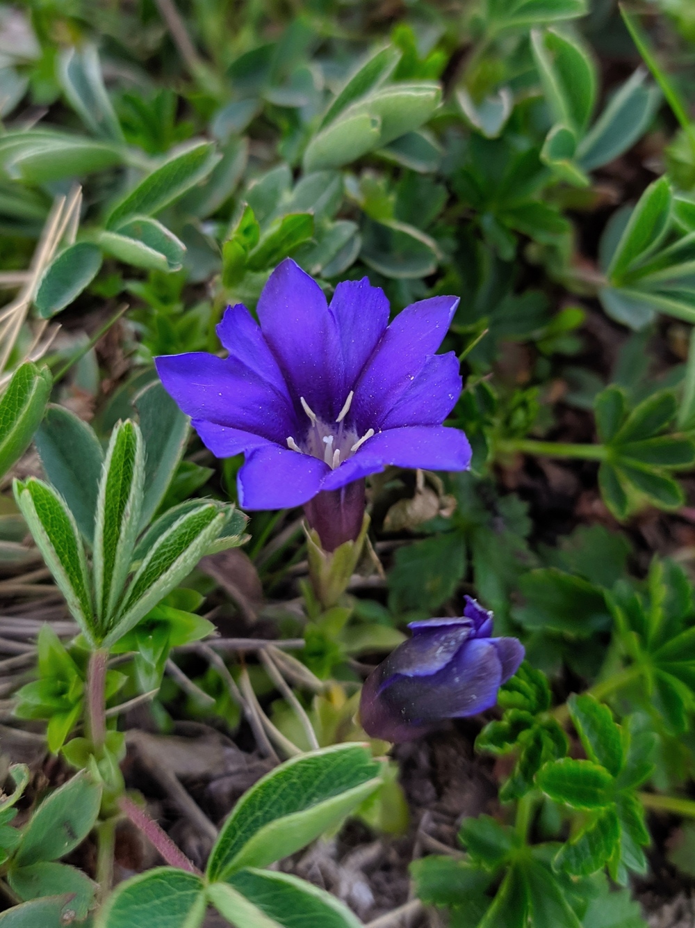 Image of Gentiana dshimilensis specimen.