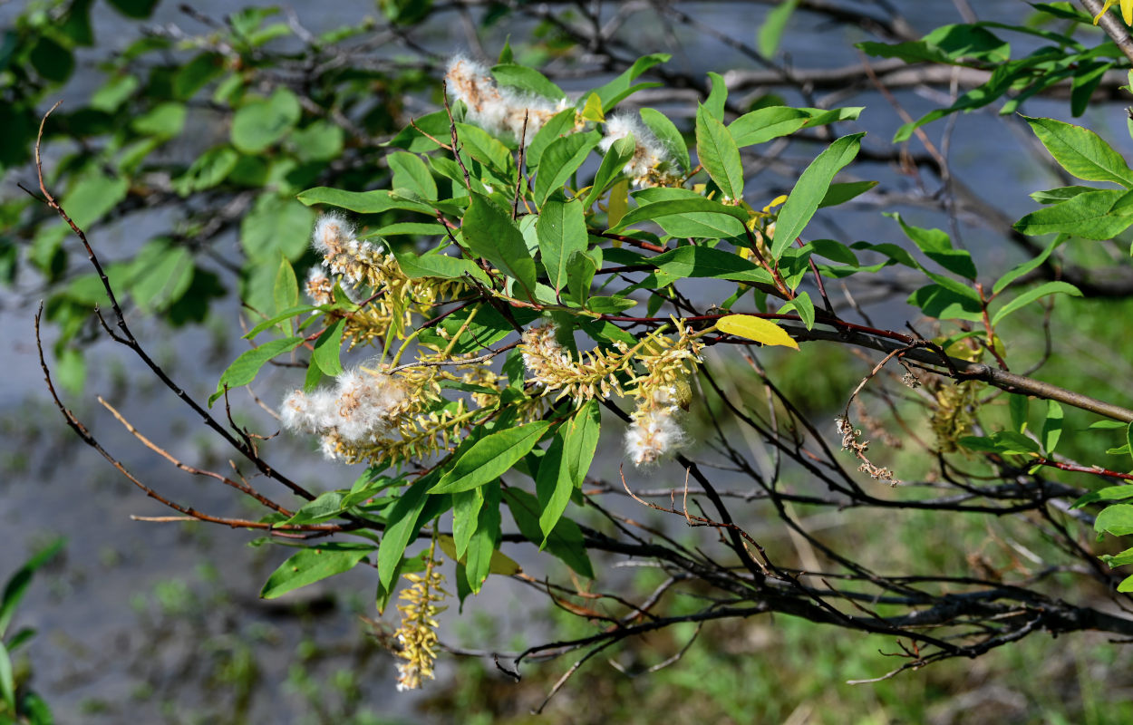 Image of genus Salix specimen.