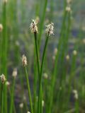 Eleocharis palustris. Верхушки цветущих побегов. Магаданская обл., г. Магадан, окр. мкр-на Солнечный, небольшое озерко, у берега на мелководье. 25.06.2023.