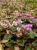 Cyclamen coum