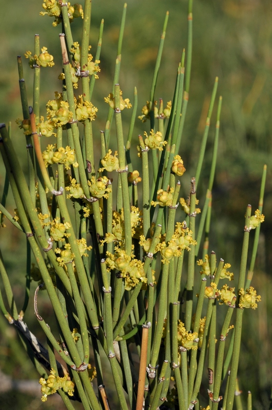 Изображение особи Ephedra equisetina.