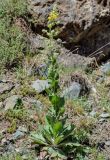 Verbascum gossypinum. Цветущее растение. Армения, Вайоц Дзор, ущелье р. Арпа, каменистый склон. 03.05.2013.