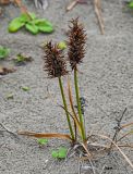 Carex macrocephala. Плодоносящее растение. Сахалин, Холмский гор. округ, мыс Слепиковского, песчаный пляж. 26.08.2023.