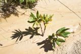 Rhododendron caucasicum. Вегетирующее растение. Кабардино-Балкария, Эльбрусский р-н, окр. водопада Медвежий, сухая протока руч. Медвежий. 28 августа 2023 г.