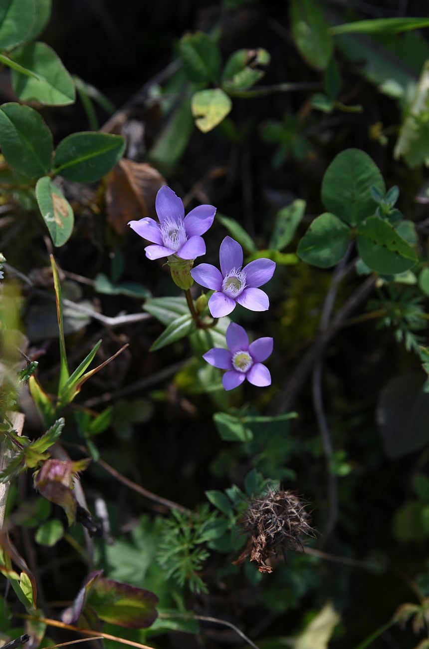 Изображение особи род Gentianella.