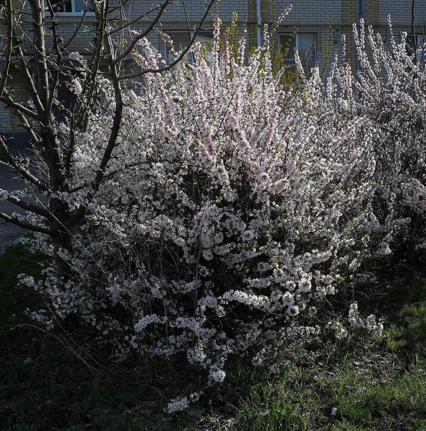 Изображение особи Cerasus tomentosa.