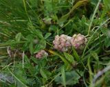 Trifolium raddeanum. Соплодия и листья. Чечня, Шаройский р-н, Снеговой хр., 3,5 км на юго-запад от от Цумандинского перевала, выс. 2850 м н.у.м., альпийский луг. 24 августа 2023 г.