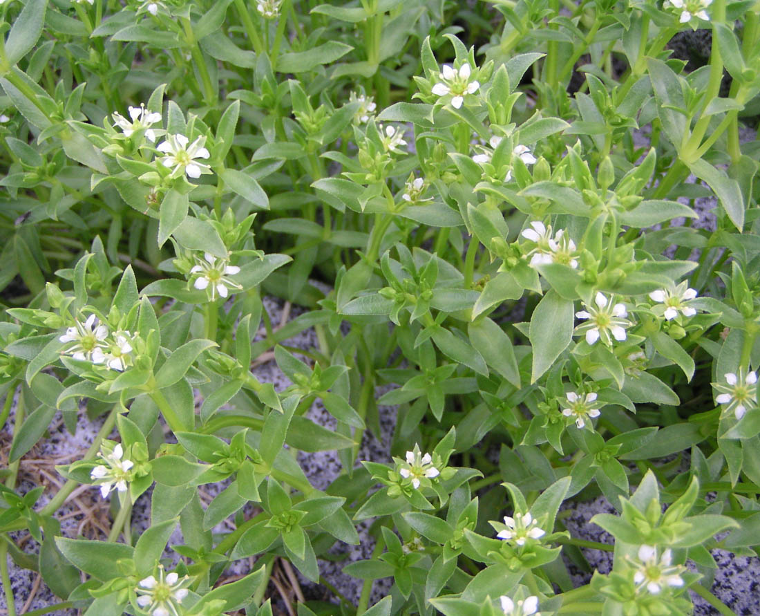 Image of Honckenya peploides ssp. major specimen.