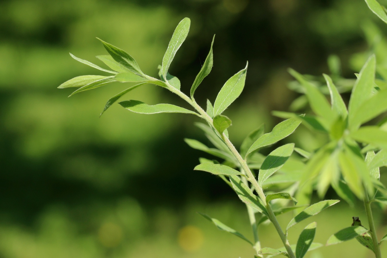 Изображение особи Spiraea grefsheimii.