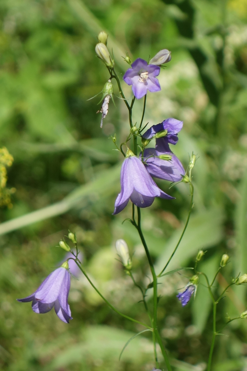 Image of Campanula rotundifolia specimen.