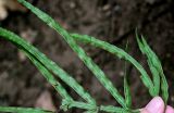 Pteris multifida