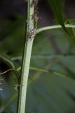 Datisca cannabina