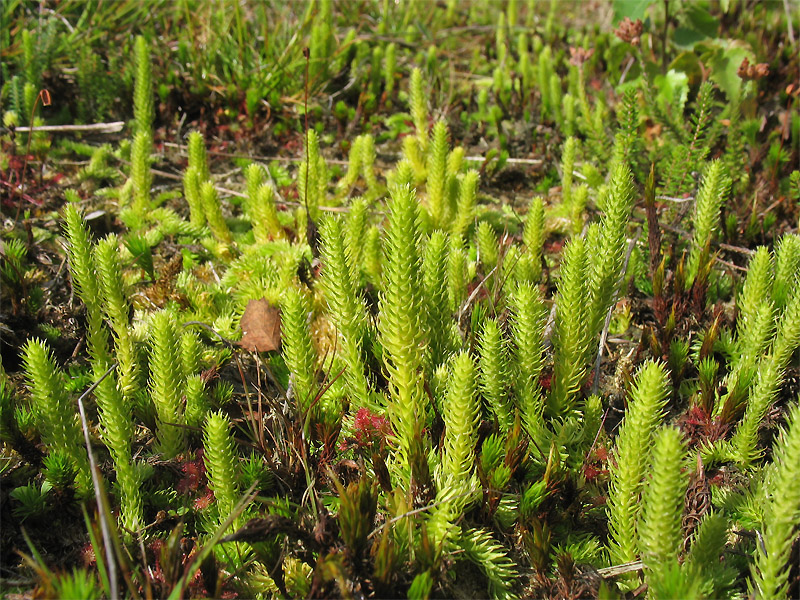 Image of Lycopodiella inundata specimen.