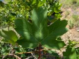 Acer stevenii. Лист. Крым, Южный Берег, гора Южная Демерджи, возле туристической тропы. 03.06.2024.