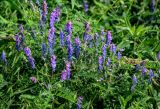 Vicia cracca