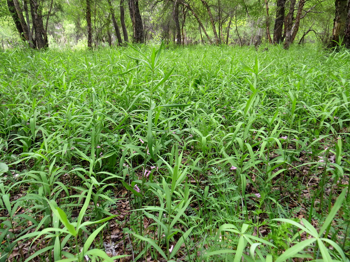 Image of Polygonatum roseum specimen.