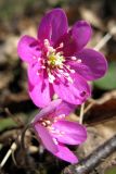 Hepatica nobilis