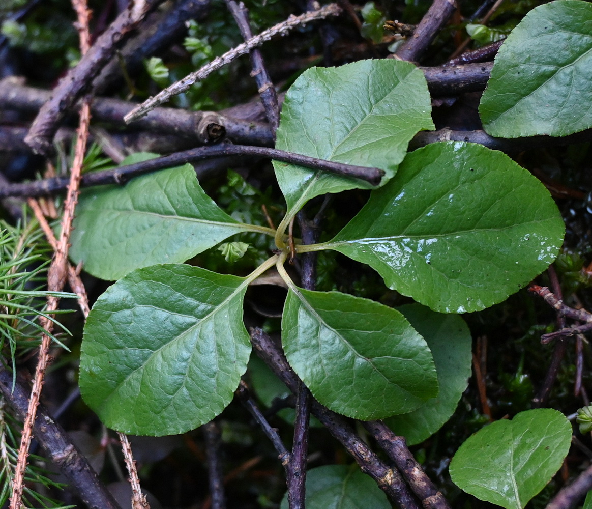 Image of Orthilia secunda specimen.