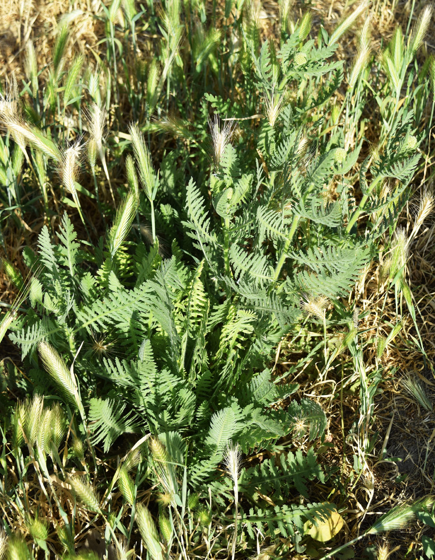 Изображение особи Achillea filipendulina.