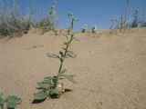 Heliotropium dasycarpum