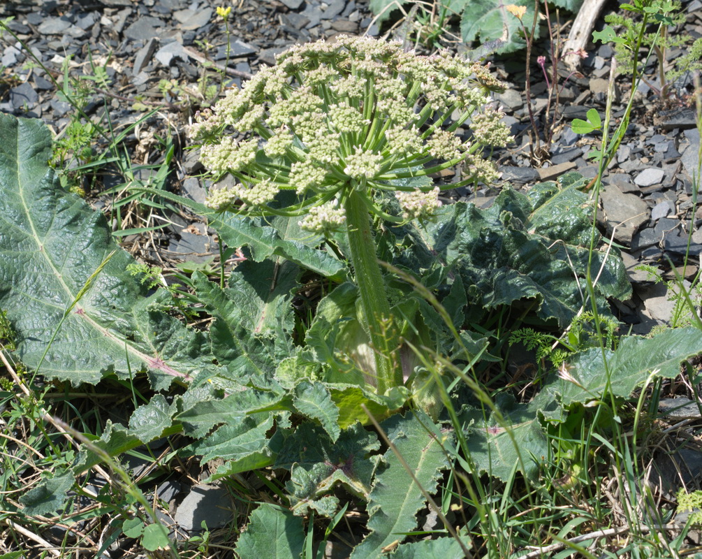 Image of Heracleum grandiflorum specimen.