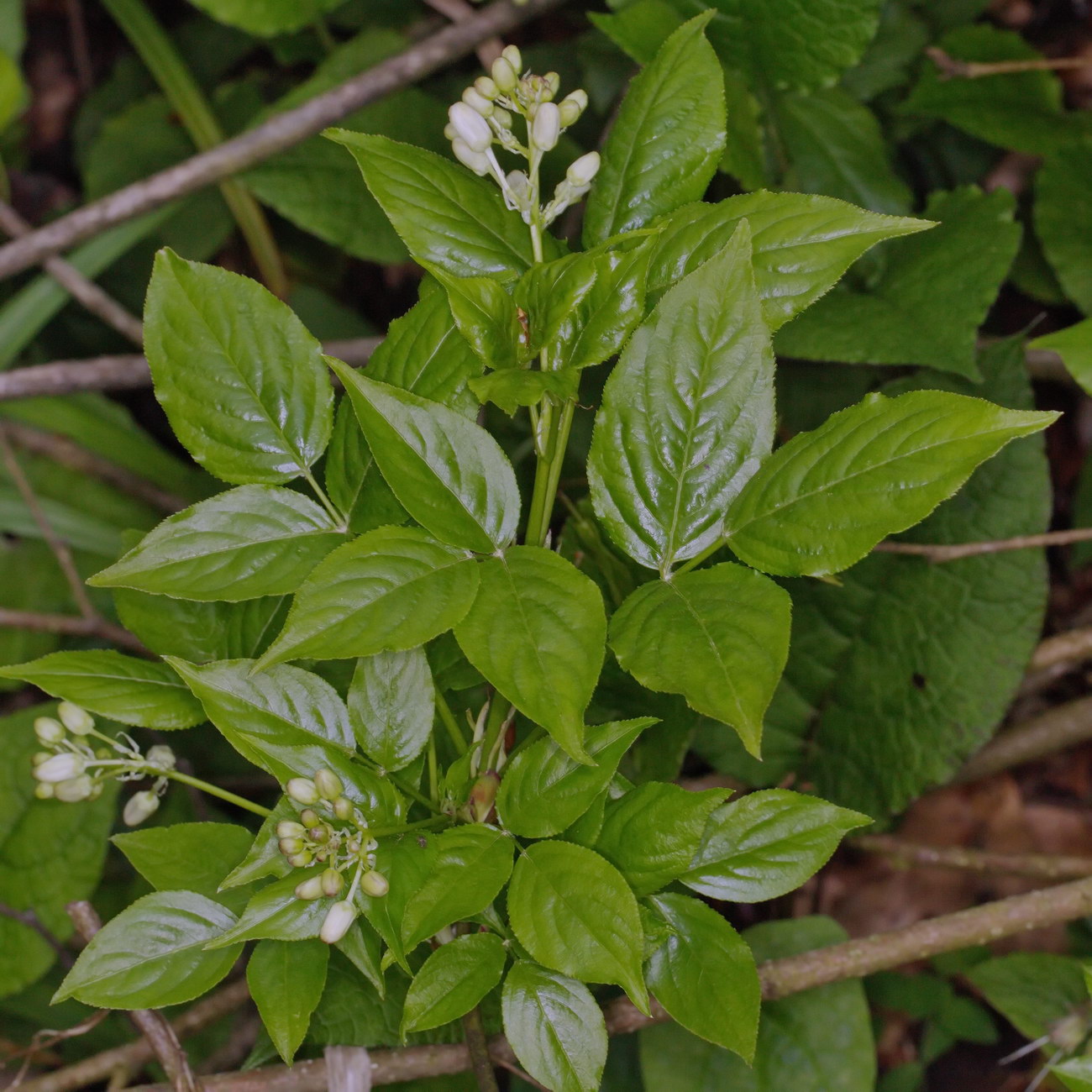 Image of Staphylea colchica specimen.