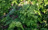 Thuja occidentalis. Верхушка ветви с незрелыми и раскрывшимися шишками. Калининградская обл., Зеленоградский р-н, г. Зеленоградск, в культуре. 30.06.2025.
