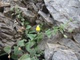 Nanorrhinum ramosissimum