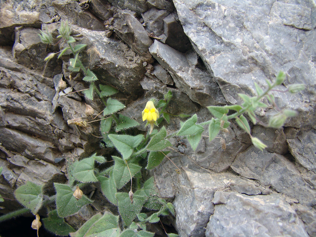 Image of Nanorrhinum ramosissimum specimen.