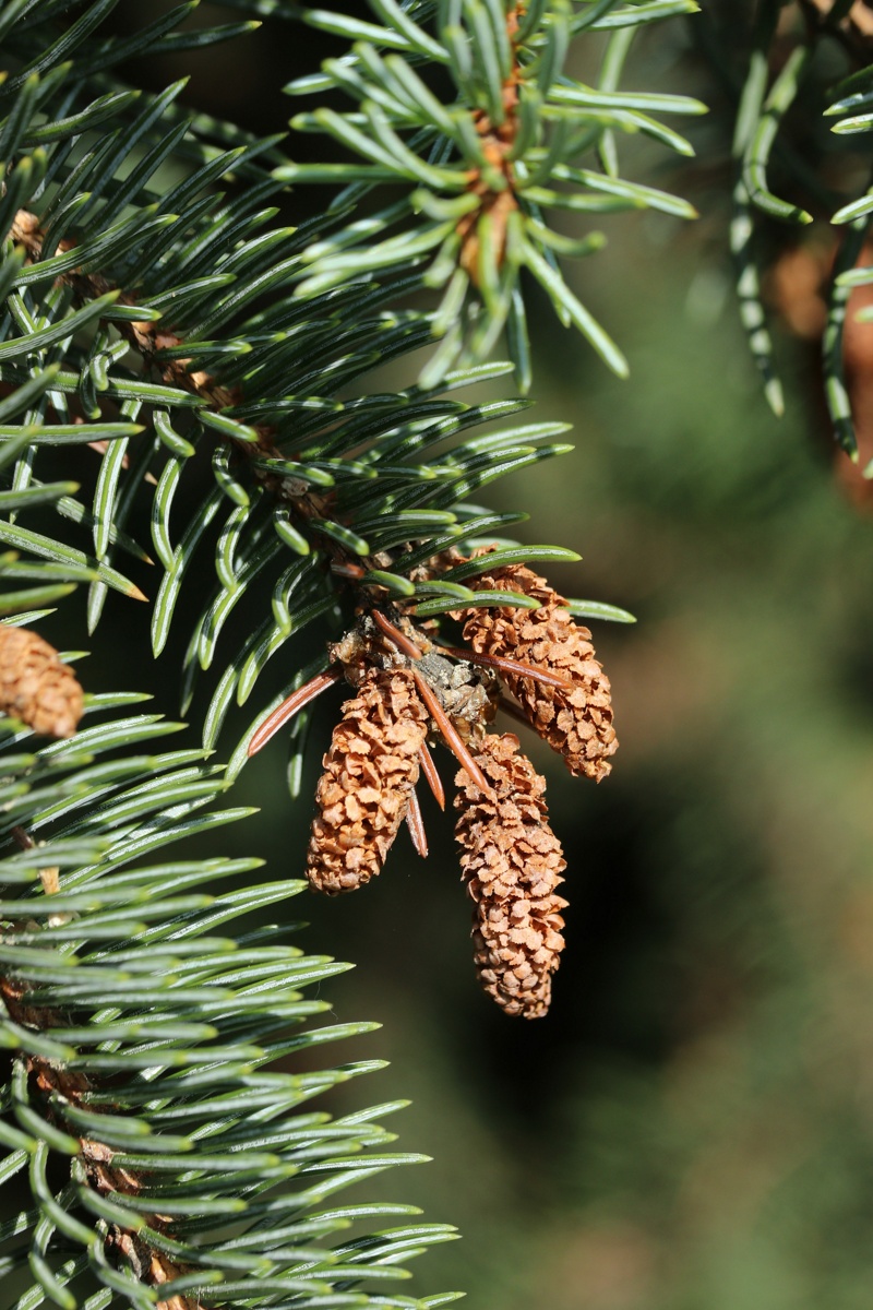 Изображение особи Picea pungens f. glauca.