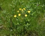 genus Ranunculus. Цветущее растение в сообществе с Trifolium. Турция, ил Агры, р-н Догубаязит, окр. ур. Ноев Ковчег, выс. ок. 2000 м н.у.м., луг. 20 мая 2025 г.
