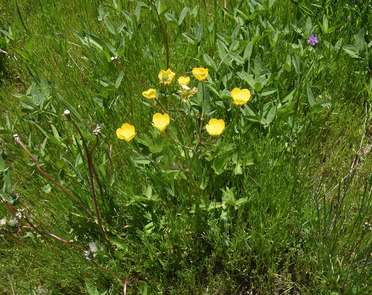 Image of genus Ranunculus specimen.