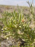 Salsola arbusculiformis