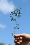 Astragalus arenarius