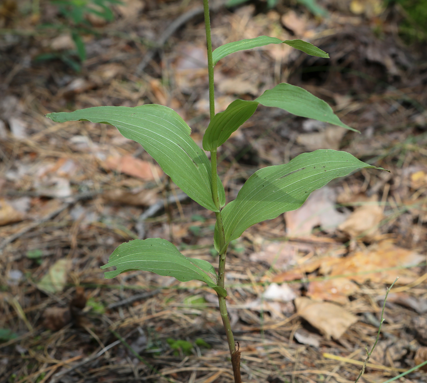 Image of Epipactis helleborine specimen.