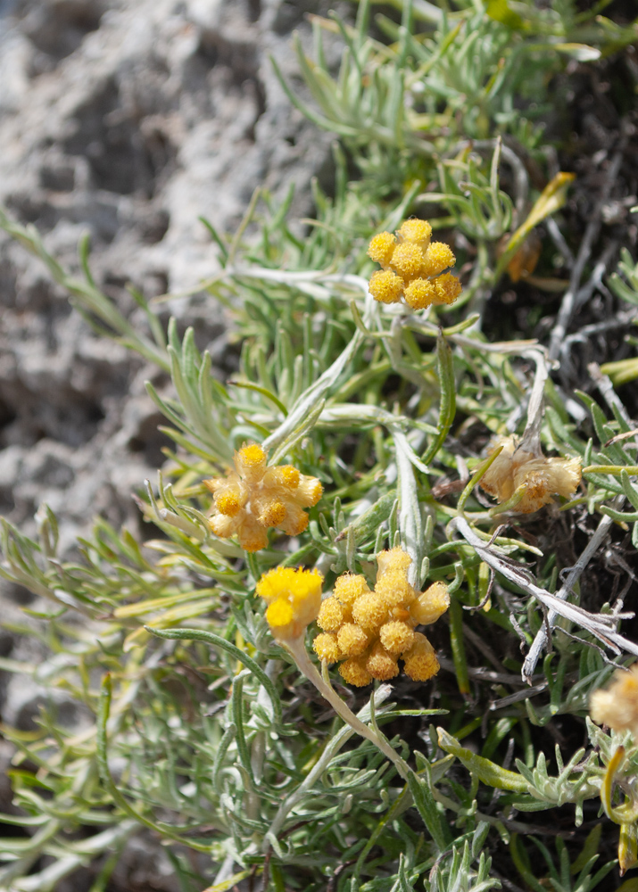 Image of Helichrysum stoechas ssp. barrelieri specimen.