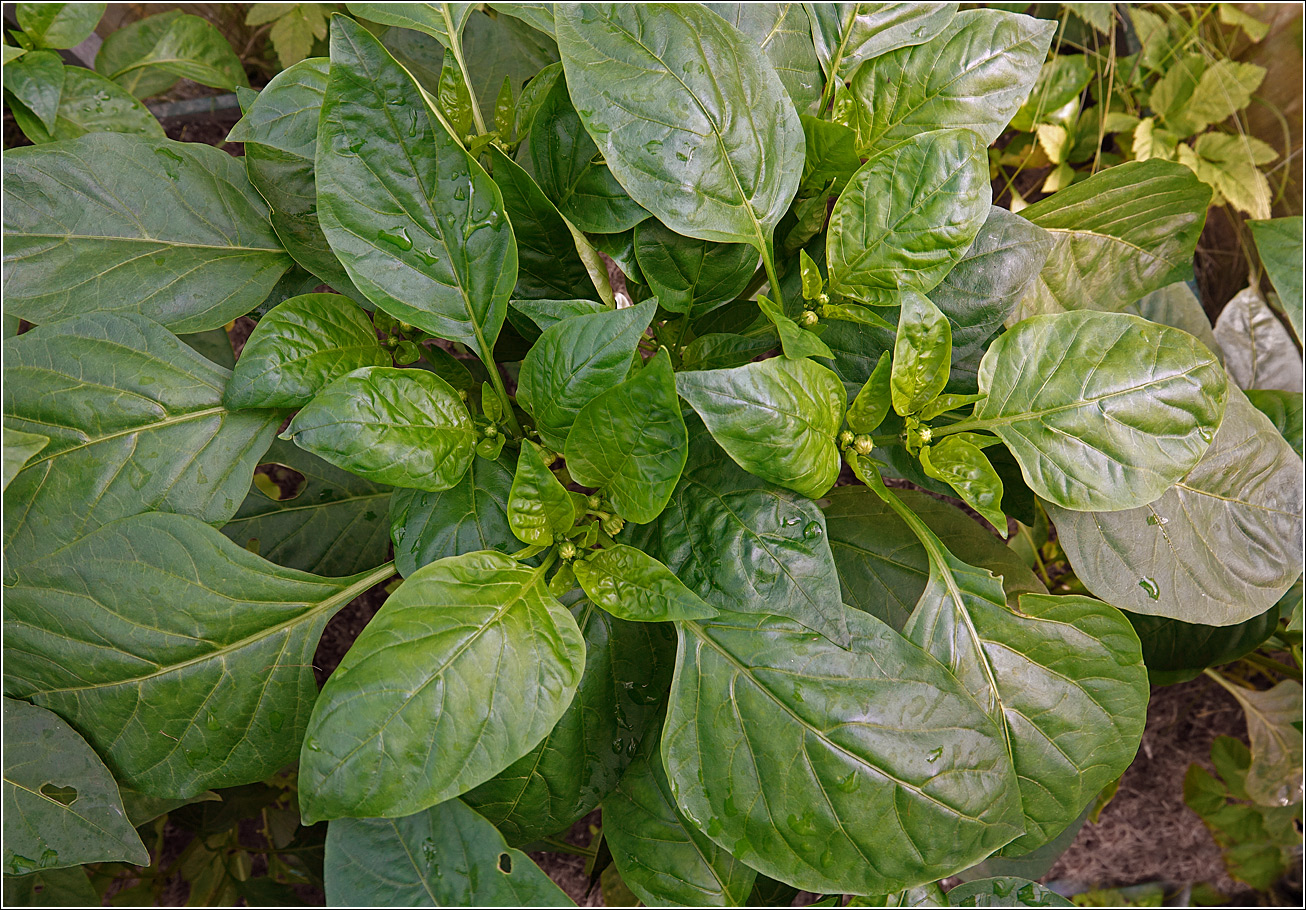 Изображение особи Capsicum annuum.