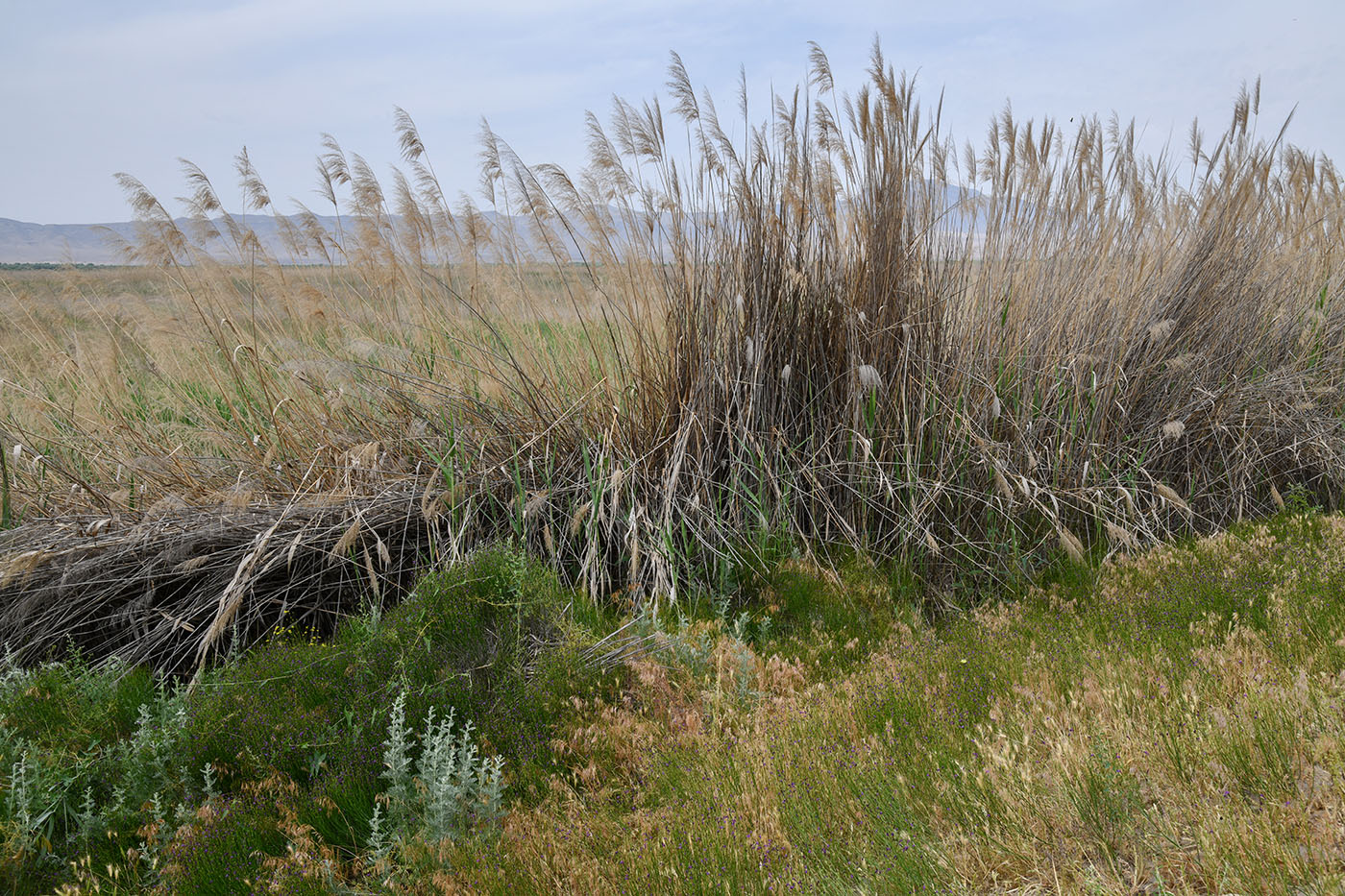 Изображение особи Phragmites australis.