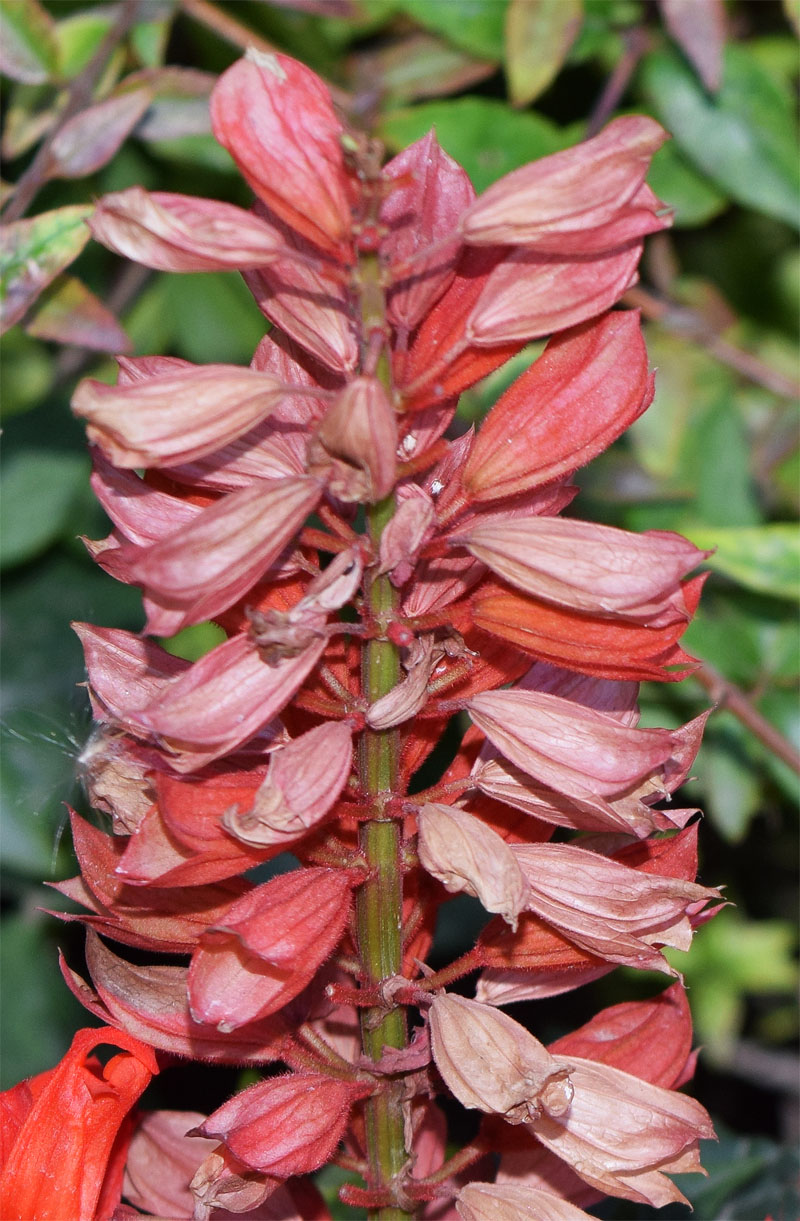 Image of Salvia splendens specimen.
