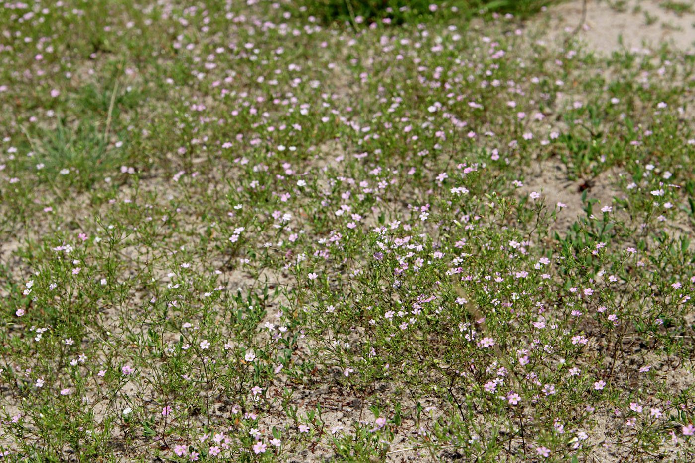 Изображение особи Psammophiliella muralis.