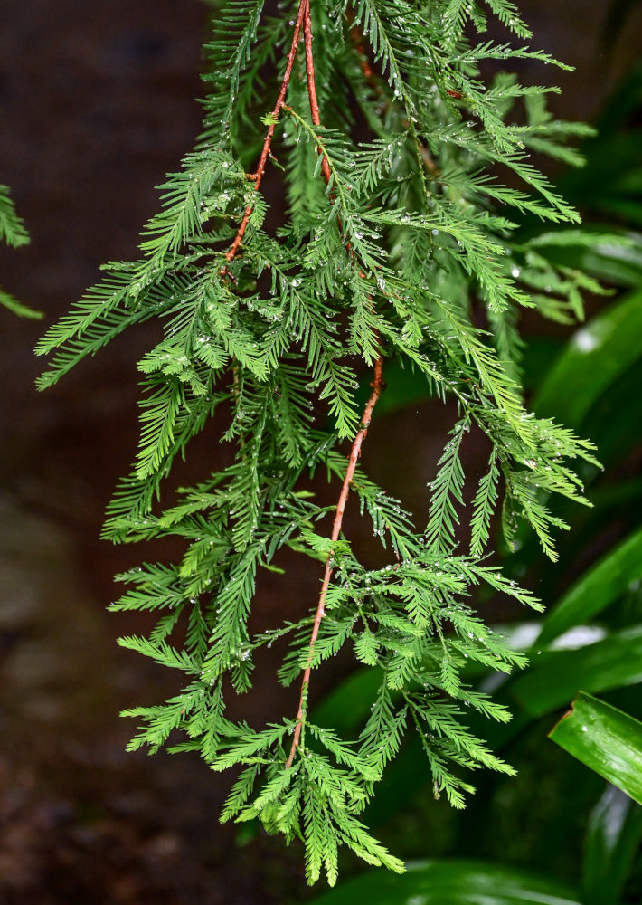 Image of Taxodium distichum specimen.