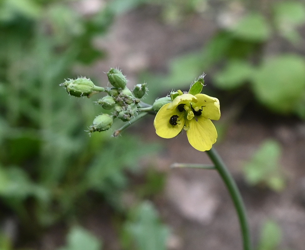 Image of familia Brassicaceae specimen.