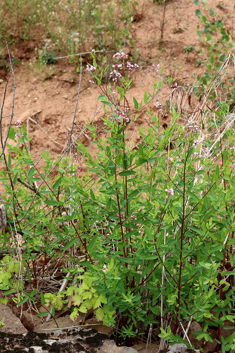 Изображение особи Trachomitum sarmatiense.