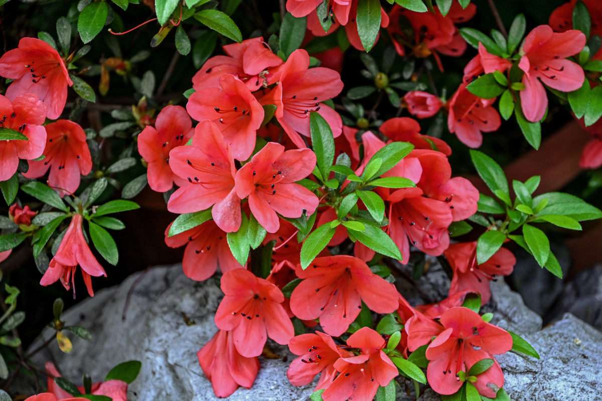Изображение особи Rhododendron simsii.