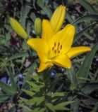 genus Lilium. Цветок и бутоны. Абхазия, Гагрский р-н, с. Лдзаа, частный сад. 14.06.2025.