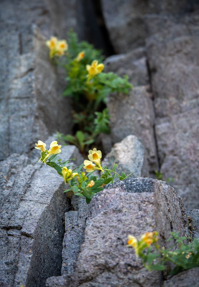 Image of Linaria japonica specimen.