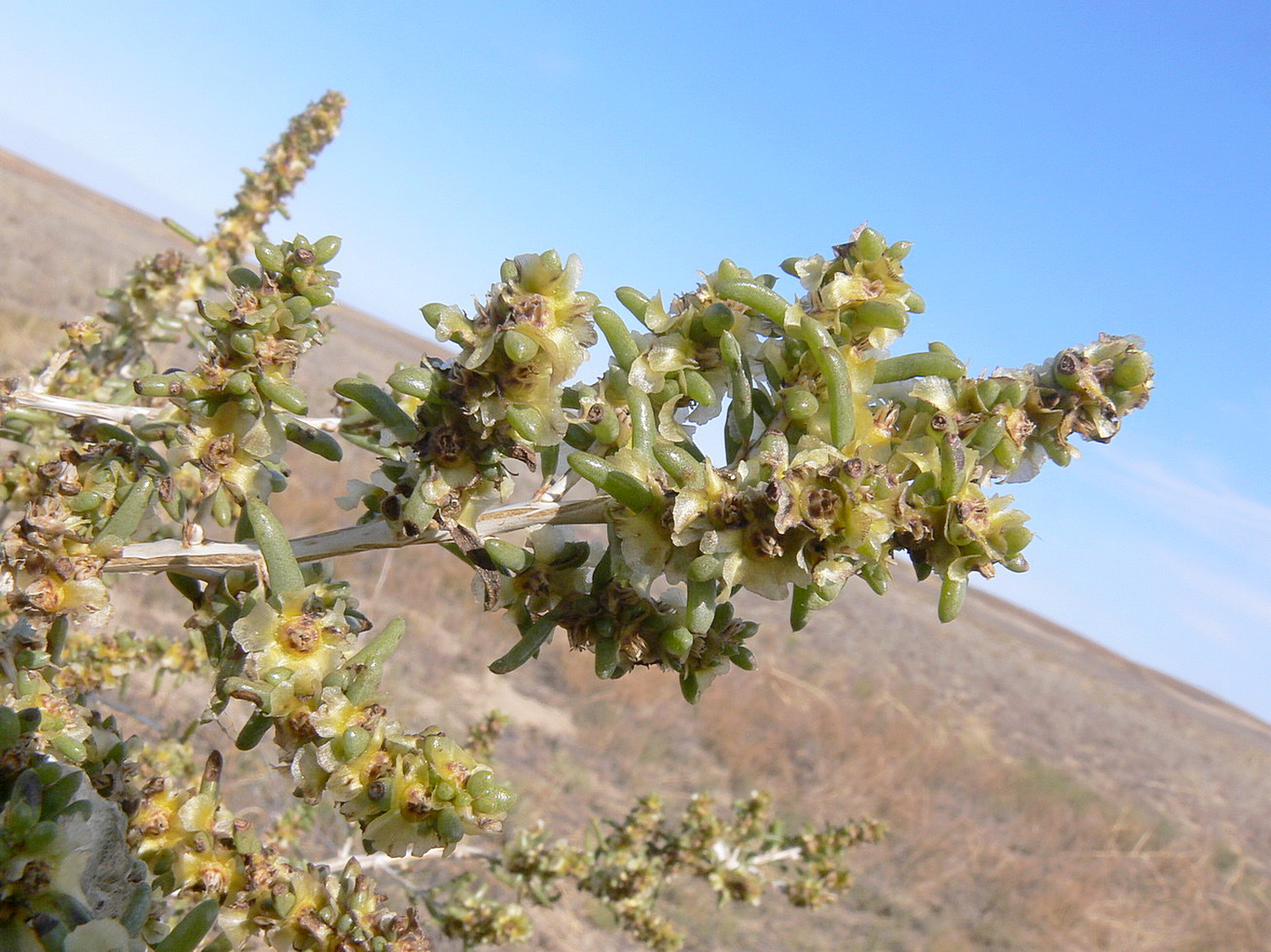 Image of Salsola arbuscula specimen.