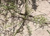 Erucaria microcarpa. Молодое растение. Израиль, каменистая пустыня на склонах к Мёртвому морю. 22.02.2011.